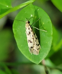 Greya punctiferella