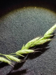 Bromus commutatus