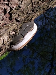 Fungi