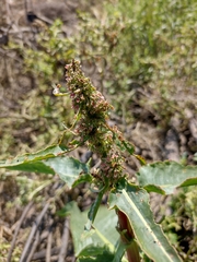 Rumex crispus