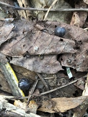Armadillidium