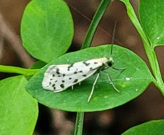 Greya punctiferella