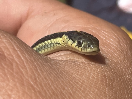 iNaturalist observation photo of Diablo Range Garter Snake