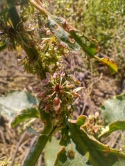 Rumex crispus