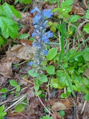 Ajuga reptans