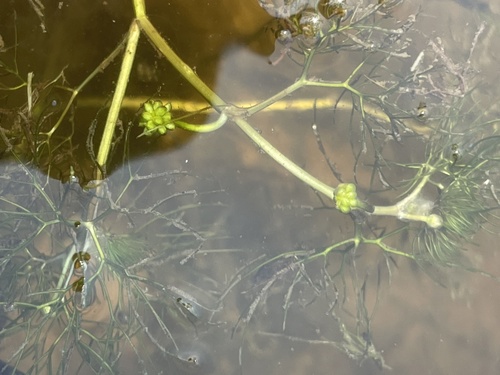 iNaturalist observation photo of Thread-leaved Water-crowfoot