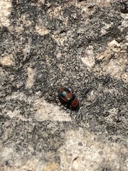 Collops quadrimaculatus