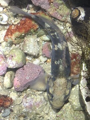 Caffrogobius nudiceps