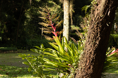 Vriesea philippocoburgi