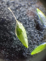 Bromus commutatus