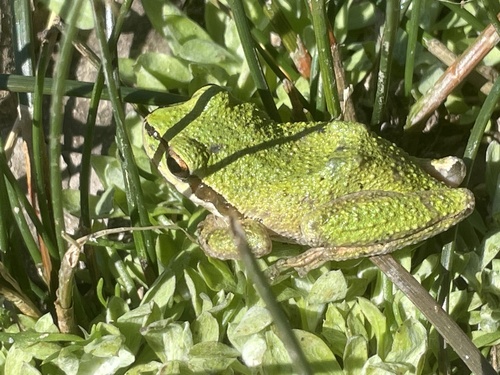 iNaturalist observation photo of Pacific chorus frog