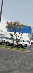Plumeria rubra