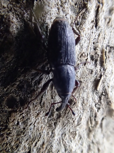 iNaturalist observation photo of Cactus Weevil
