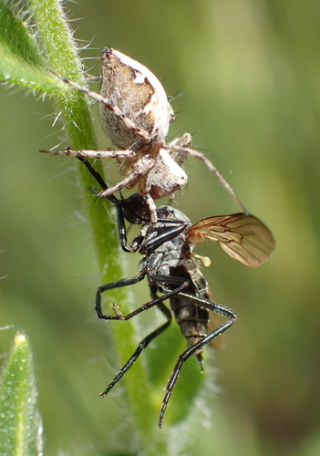 iNaturalist observation photo of Western Lynx Spider