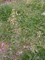 Capsella bursa-pastoris