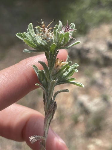 iNaturalist observation photo of Maltese star-thistle