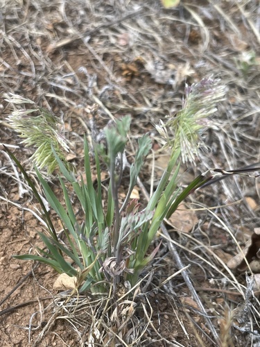iNaturalist observation photo of goldentop grass