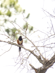 Pipilo erythrophthalmus alleni