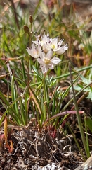 Allium macrum