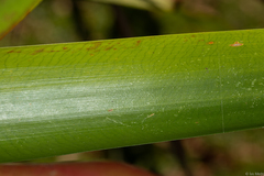 Vriesea philippocoburgi