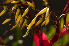 Vriesea philippocoburgi