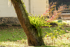 Vriesea philippocoburgi