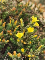 Hypericum aegypticum