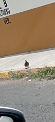 Columba livia