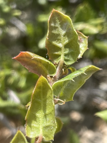 iNaturalist observation photo of coast live oak