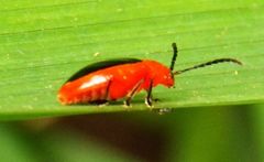 Disonycha discoidea