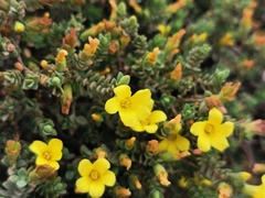 Hypericum aegypticum