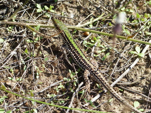 Podarcis tauricus