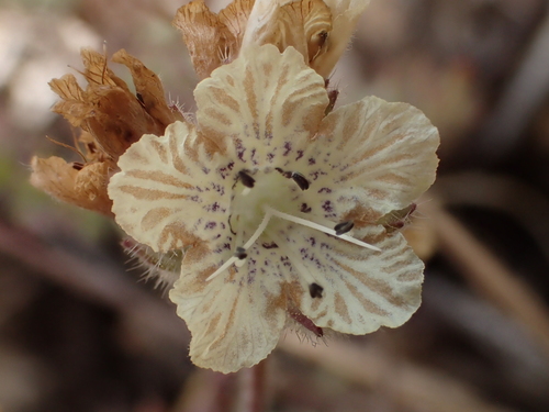 iNaturalist observation photo of distant phacelia