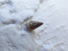 Microceramus pontificus
