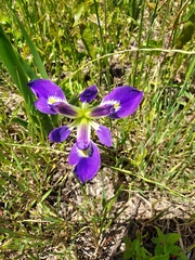 Iris brevicaulis