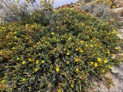 Hypericum aegypticum