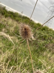 Dipsacus fullonum
