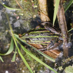 Pelophylax lessonae