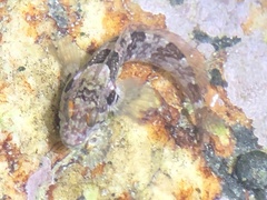 Clinus cottoides