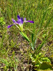 Iris brevicaulis