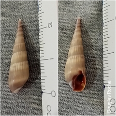 Hastula cinerea