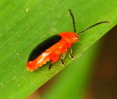Disonycha discoidea