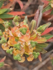 Euphorbia dendroides