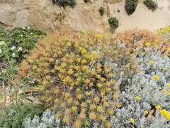 Euphorbia dendroides