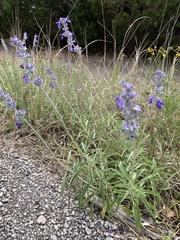 Salvia farinacea