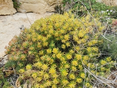 Euphorbia dendroides