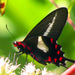 Parides proneus - Photo (c) rodrigo_lazaro, some rights reserved (CC BY), uploaded by rodrigo_lazaro