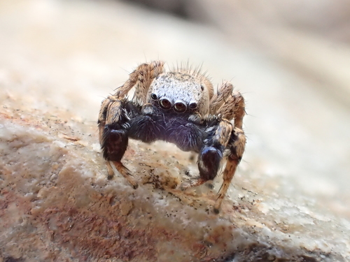 iNaturalist observation photo of Oregon Paradise Spider