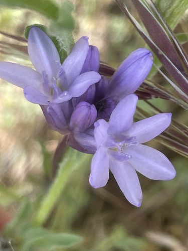 iNaturalist observation photo of Ookow