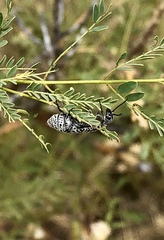 Epicauta maculata-group